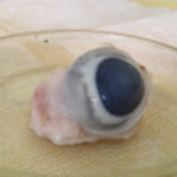 Meet your Posher, Joshua - Picture 1 of 1